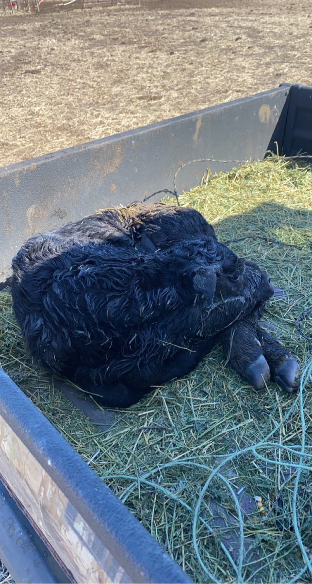 weston_tobin's tweet image. Here’s half of the 6th set of twins we have had. We had 22 sets last year don’t think we’ll make it there this year.