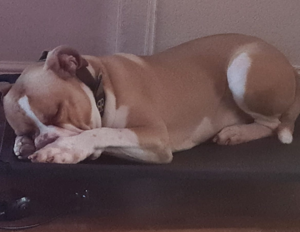 BABSCC's tweet image. How gorgeous and peaceful does my Ollie look? #gorgeous #lovedogs #alapahabluebloodbulldog #family