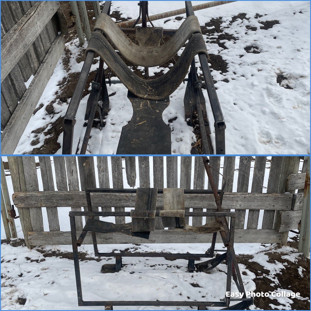 k_leshures's tweet photo. @sticklefarm Here she is. Set of skis I found in the junk pile. 1” square tubing with belting for the sling. Vet suggested two separate slings to keep any possible navel infection minimized. Pigging string across fronts shoulders to keep them in but that rare we have to do that https://t.co/QhopR9TVPL