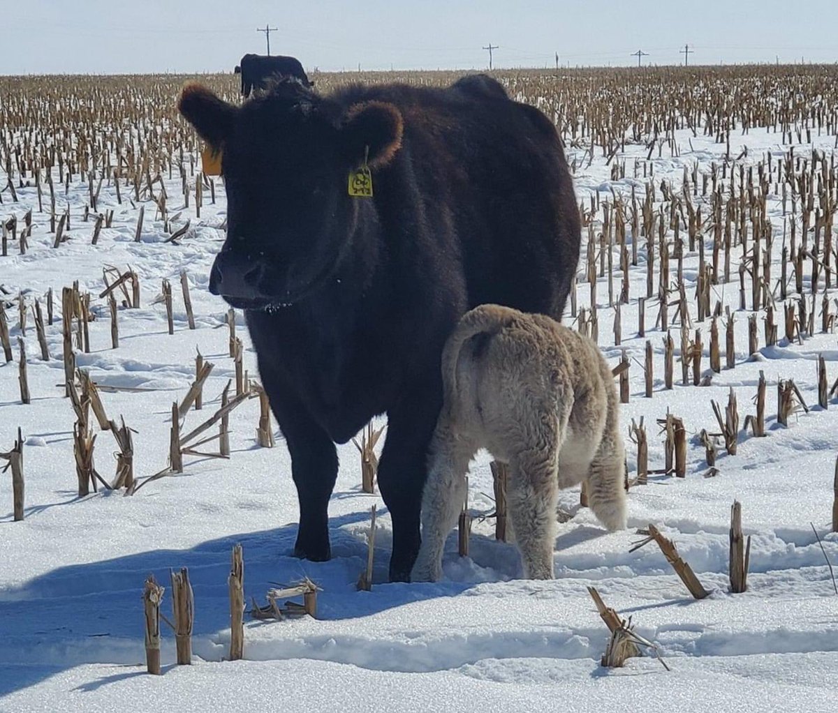 RobertBradleyJ2's tweet image. When Bill Gates takes his private jet from Seattle to New York and back, he burns enough fuel to supply our cattle operation for 6 months. In that same time frame, we produce enough beef for 800 Americans for the entire year.
Hey elites, COWS ARE NOT THE PROBLEM!