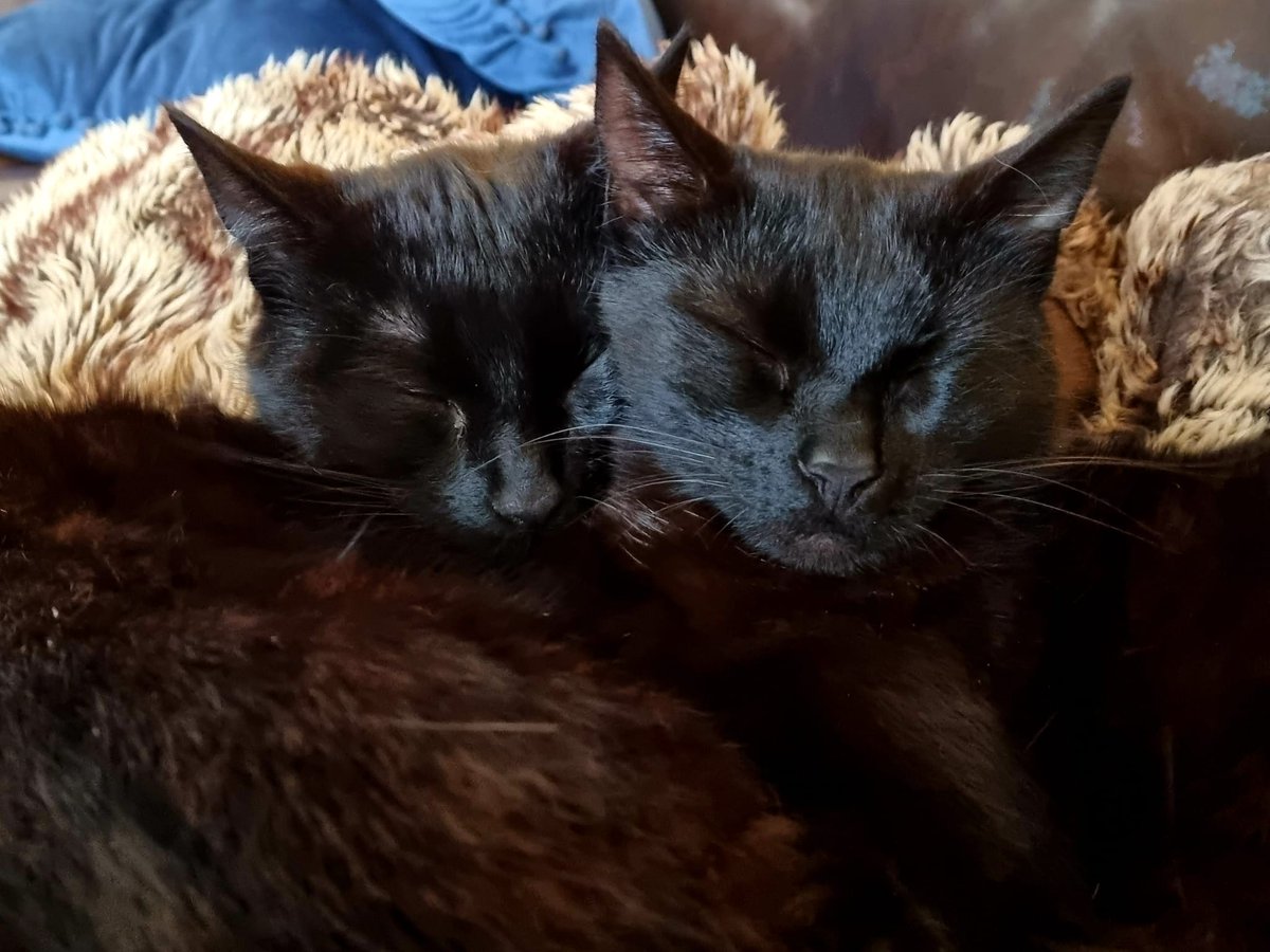 RonKnope's tweet photo. Two headed beastie
#CatsOfTwitter https://t.co/2sBsbGnZix