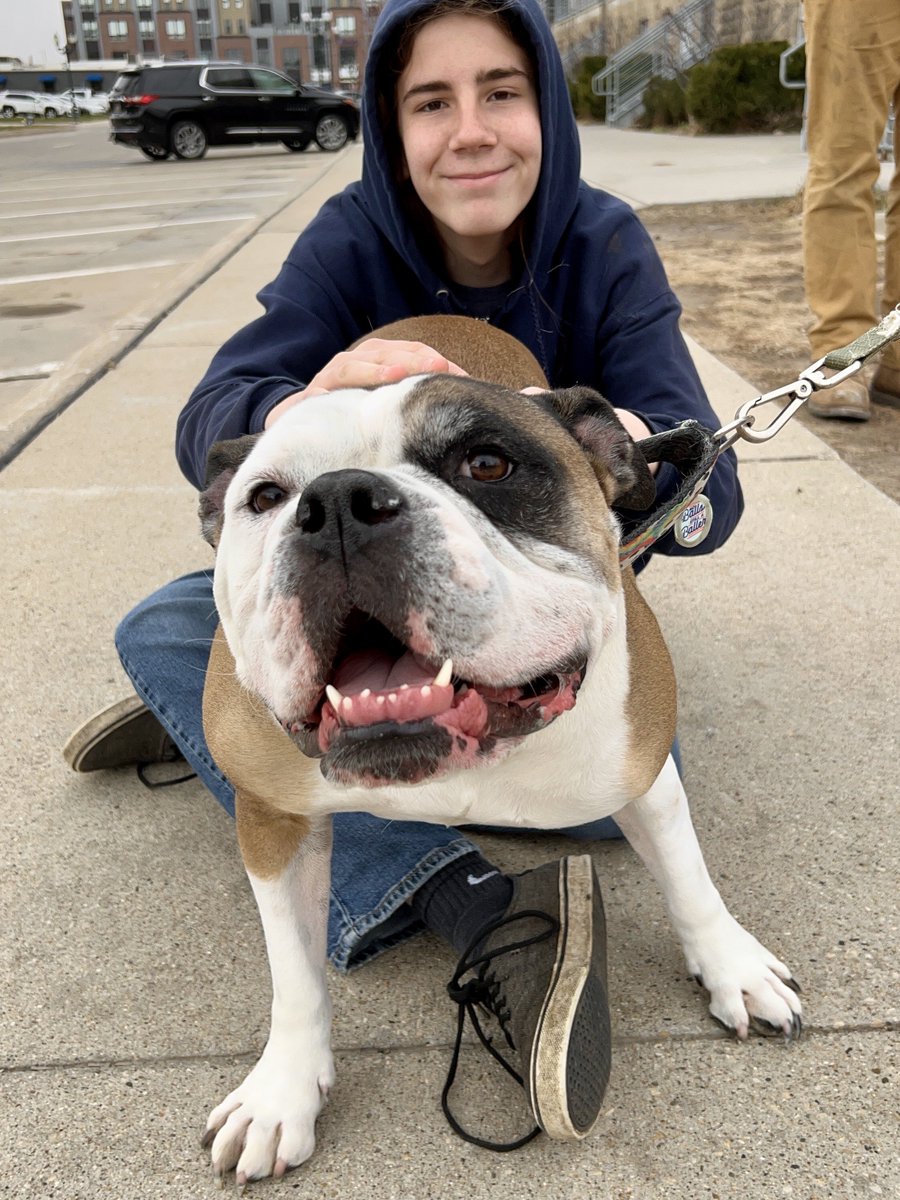 I pet Witten. He is an Old English Bulldog. He recently moved to Iowa