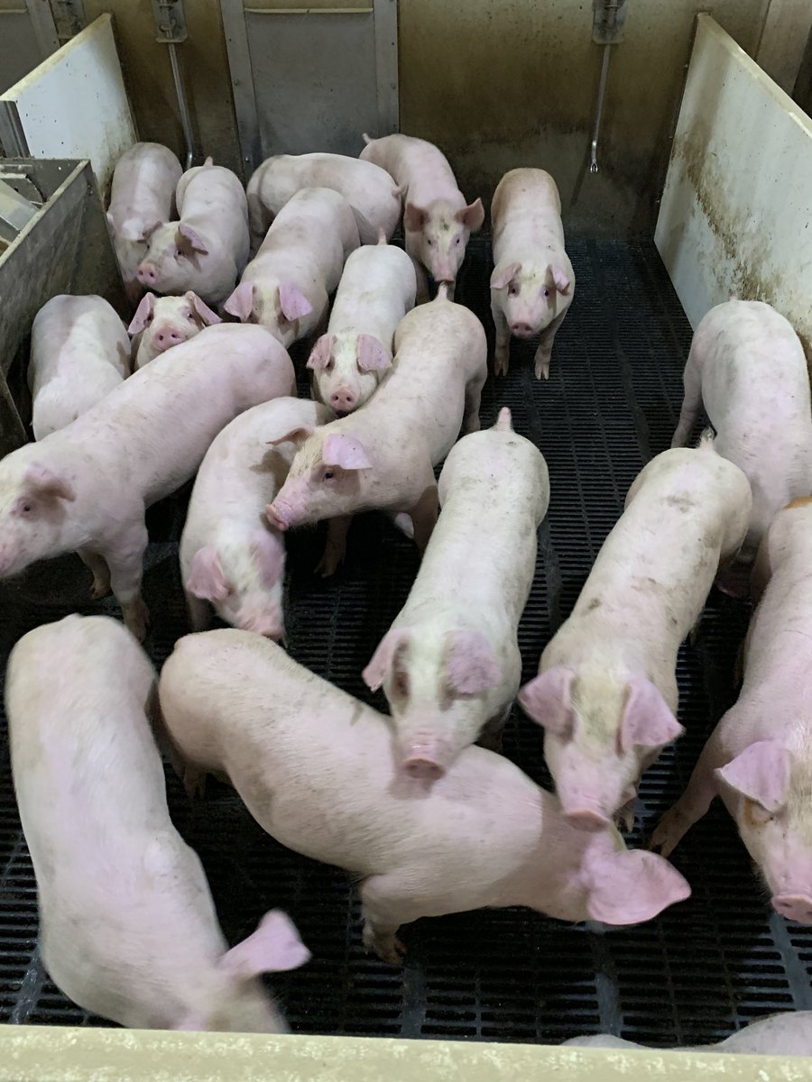 Mark Wipf tweet media