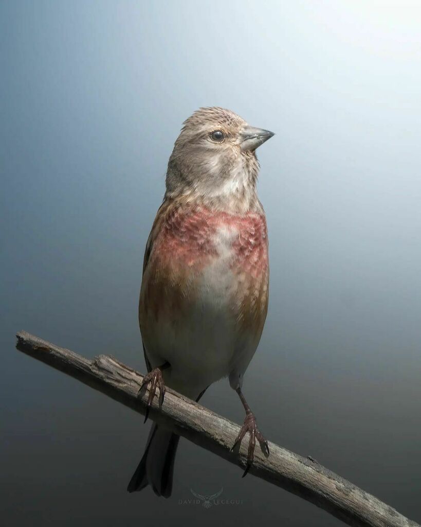 ObjectiuAlat's tweet image. El Passerell (Linaria cannabina) amb un posat ben eixerit. Quan fem servir l'expressió "fer el paserell", sabíeu que  és un ocell? 🤔
.
.
.
.
#ocells_de_catalunya #icocells #ocellscat #ornitologia #catalunya_alnatural #ornitocat #faunacatalana #wildli… instagr.am/p/CcYzXPbsaYl/