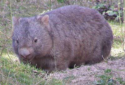 LostWombats's tweet photo. Brain cells die, Skin cells die and even Hair cells die. But the Fat cells in my stomach must have accepted Jesus Christ as their Lord and Saviour since they seem to have eternal life.
🌳🐾🍕🐾🍟🐾🍔🐾🌳
#wombat #Easter #EasterWeekend #easterbunny #EasterHolidays #chocolate https://t.co/9wVoVQoNGd