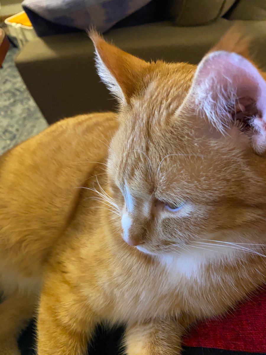 Thea Gessler tweet media