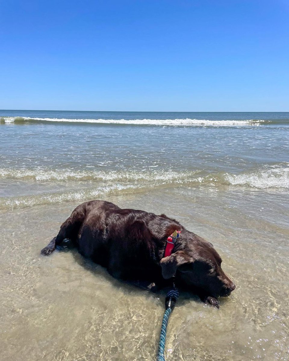 hiltonheadsc's tweet photo. If anyone needs me, this is where I'll be! 🌊 

Click here to learn more about having a pawfect vacation on Hilton Head Island: https://t.co/mboaDaR5Yr

📸IG: poppy96 https://t.co/EWkOuMsHJ2