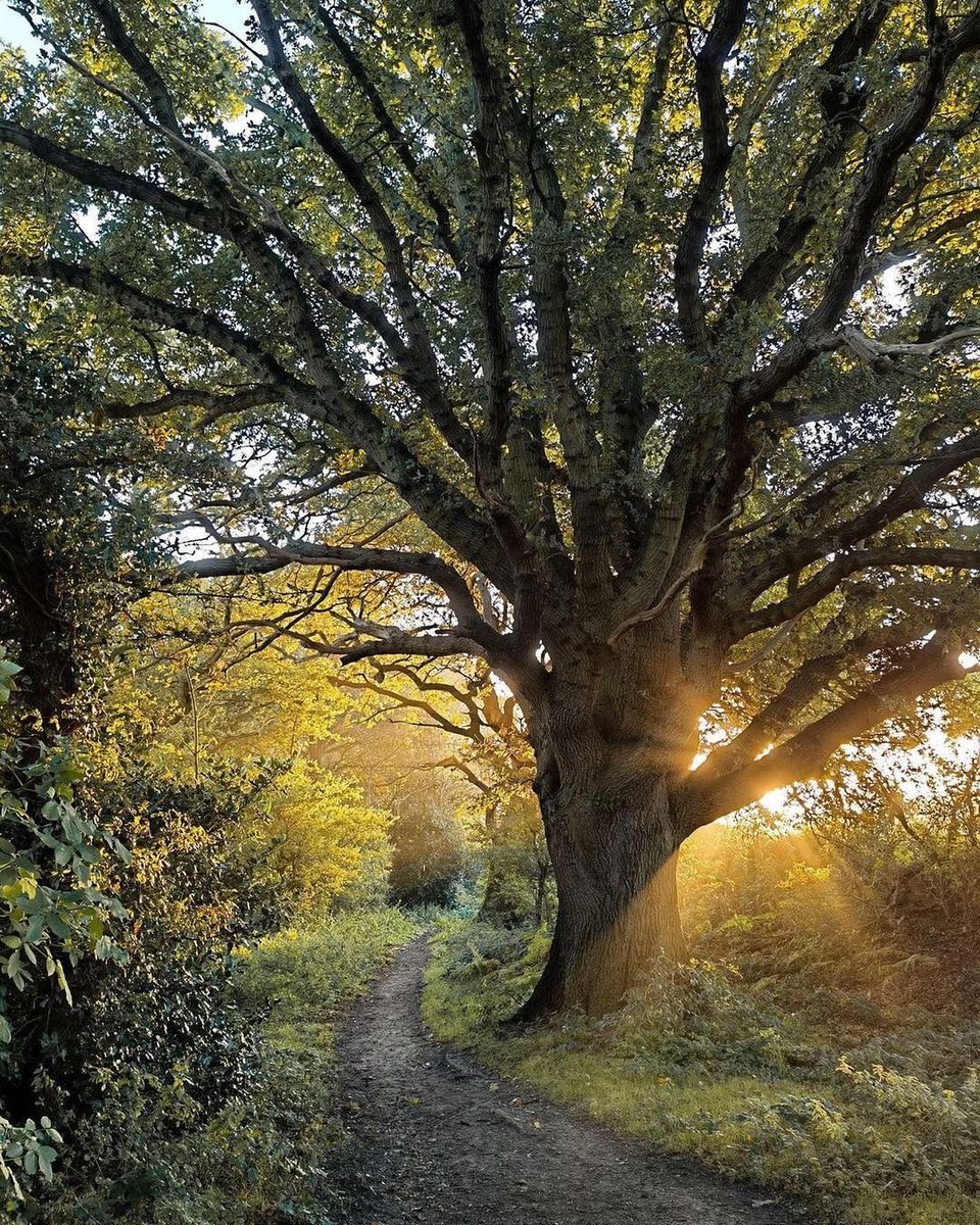 Setting sunlight in the forest is an amazing sight to watch, as you listen to all the critters 🦉🐿 scampering around, for the night 🌙 🌌 #Nature  #NaturePhotography #NatureBoy #naturelover #NatureNow #sunsets #sunset #PleaseRT