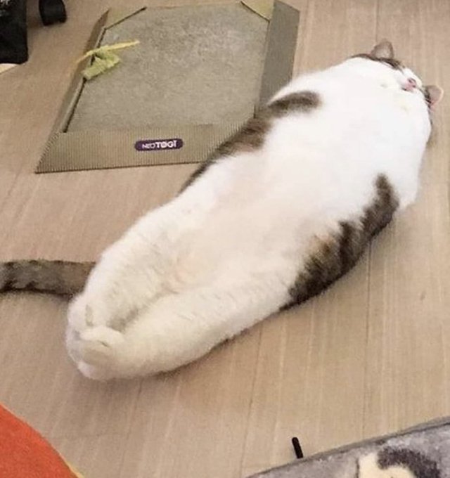 「猫 瞑目」のTwitter画像/イラスト(人気順)