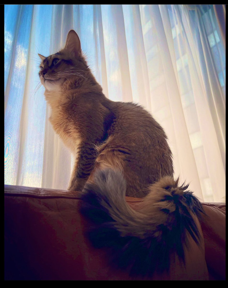 barybaby9's tweet photo. キメ顔😁💫
#ニャルソック
#ソマリ
#猫
#猫好き過ぎ
#Caturday https://t.co/BcjNIz8hez