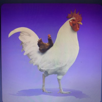 CryptoCollect18's tweet image. #NewProfilePic #ROOSTR