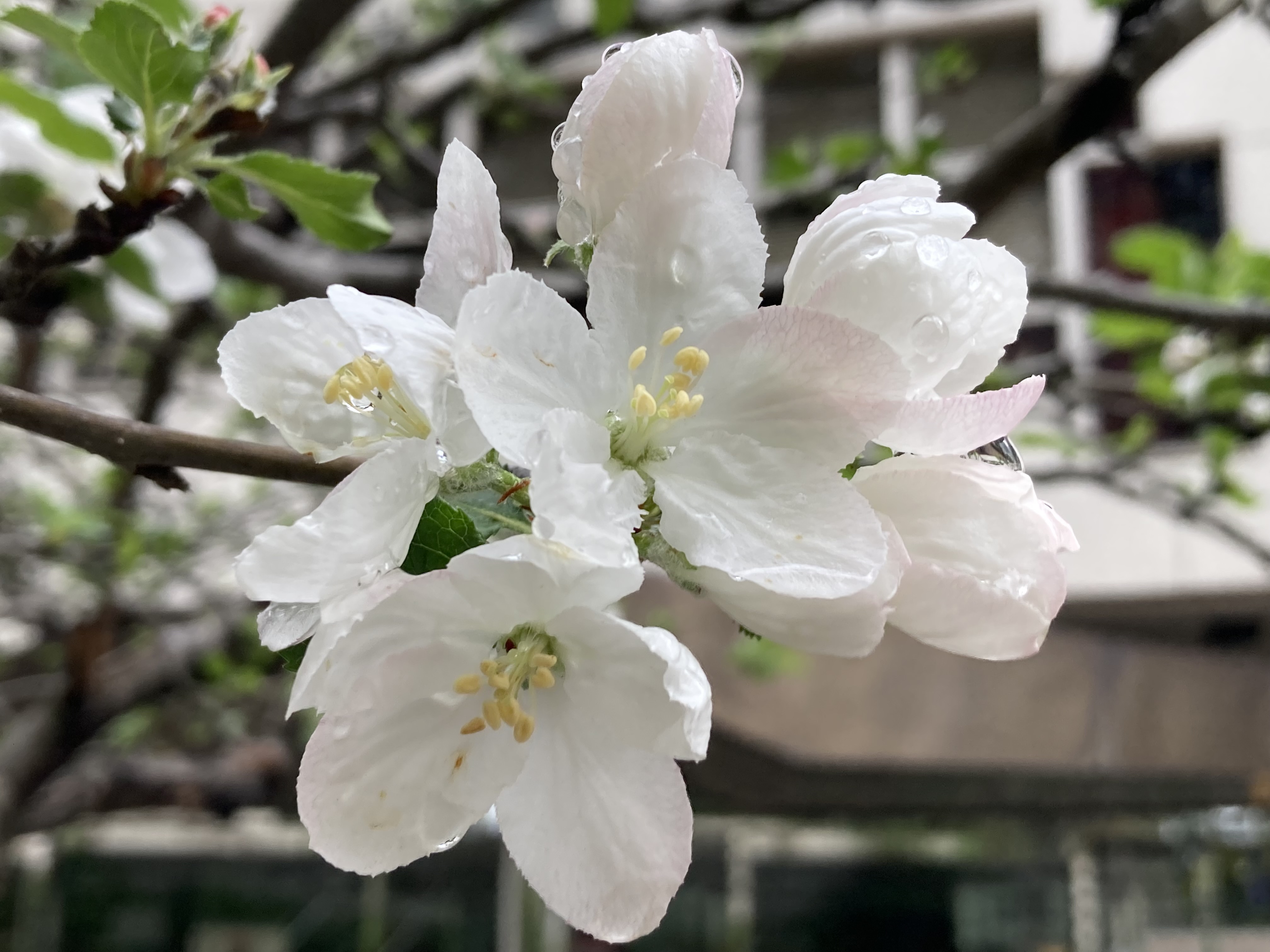 さいたま市青少年宇宙科学館 科学館正面玄関のリンゴの木 きれいな花が咲いています 天気も回復してきたので リンゴの花を見に科学館まで足をお運びください お待ちしております リンゴの木 白い花 T Co Nz0hsj2gvk Twitter