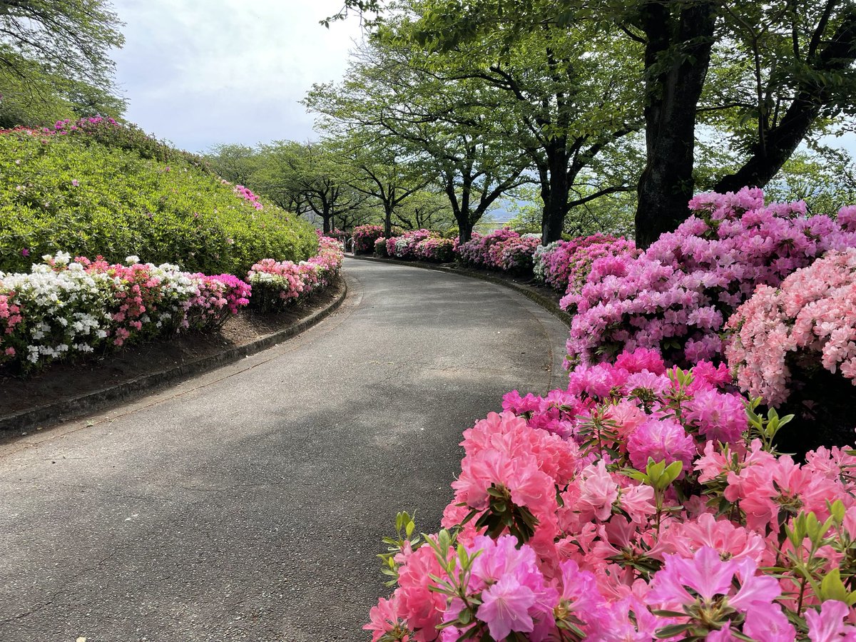 akira_m's tweet photo. サクラ　から　ツツジ　へと春の中でも季節の移ろいを感じますね🌸
ウォーキングしているルートの中に昭和園という公園があり、かなり気に入ってます😊
生活の中に「お気に入り」が増えることは人生の幸福度を上げてくれる気がします✨ https://t.co/4sPTlcvwOf