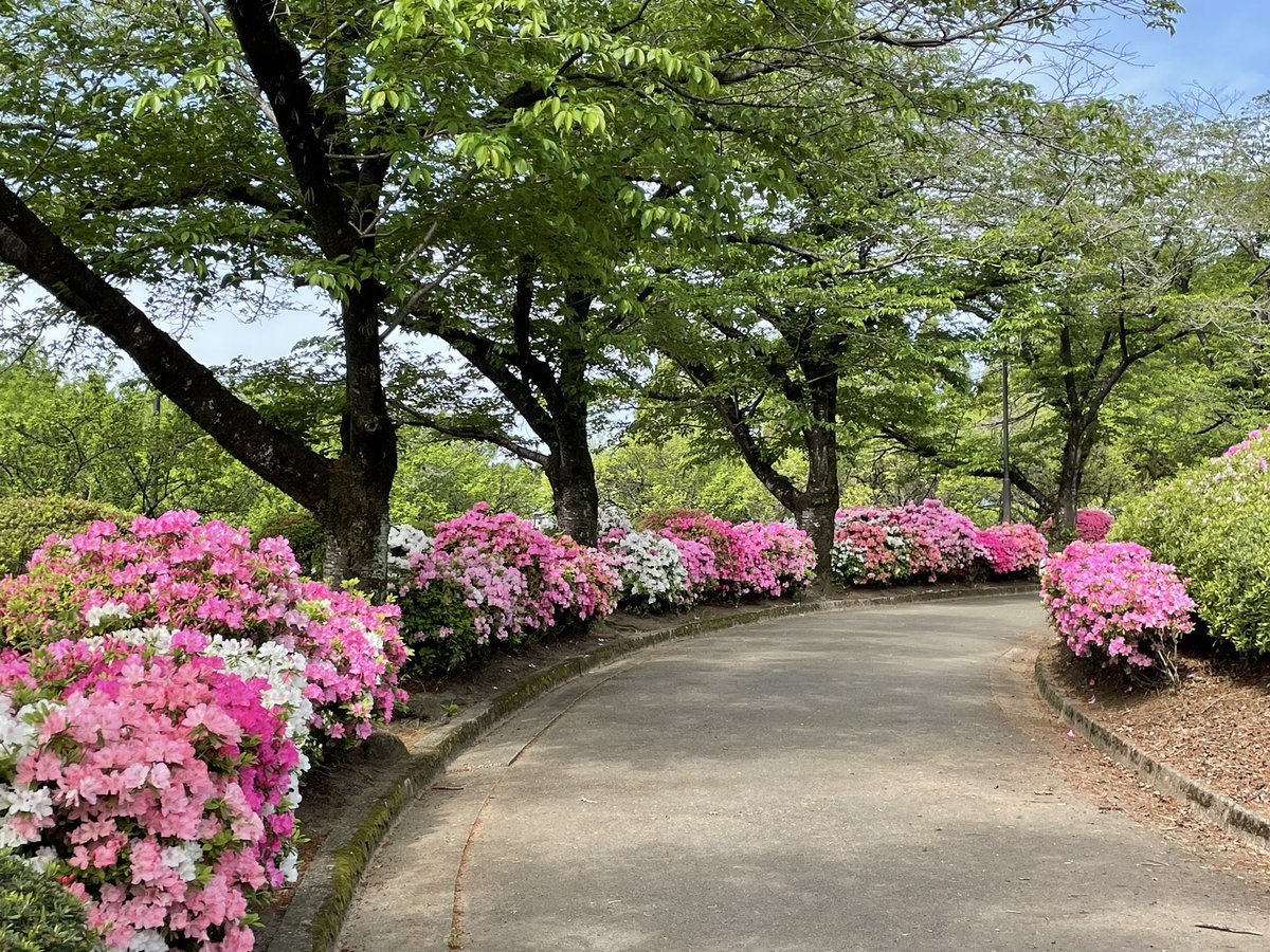 akira_m's tweet photo. サクラ　から　ツツジ　へと春の中でも季節の移ろいを感じますね🌸
ウォーキングしているルートの中に昭和園という公園があり、かなり気に入ってます😊
生活の中に「お気に入り」が増えることは人生の幸福度を上げてくれる気がします✨ https://t.co/4sPTlcvwOf