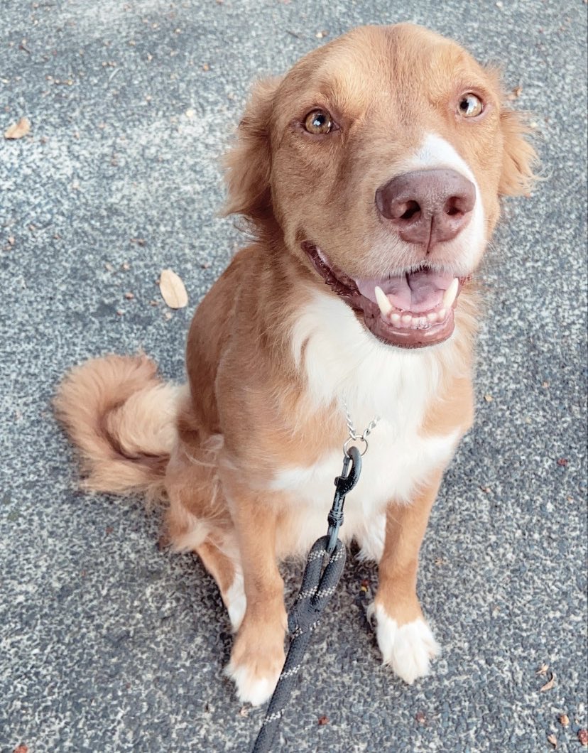 emzzeeee's tweet photo. @alphacw_w @Imaginary_Ones @SoulmakerLily @BlackHorsemanSG @yellowpantherx @TMSTHEGREAT What makes me happy = Having loved ones around, ice cream and my doggo Fudge! https://t.co/1xqJQMOhgF