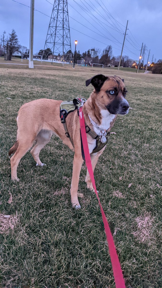 ClawedByDee's tweet photo. Too pretty #fitness #boxsky #dog #fridaykiss #womansbestfriend #huskytwitter #mutt #ottawa #GoodFriday https://t.co/zg8Y416v04