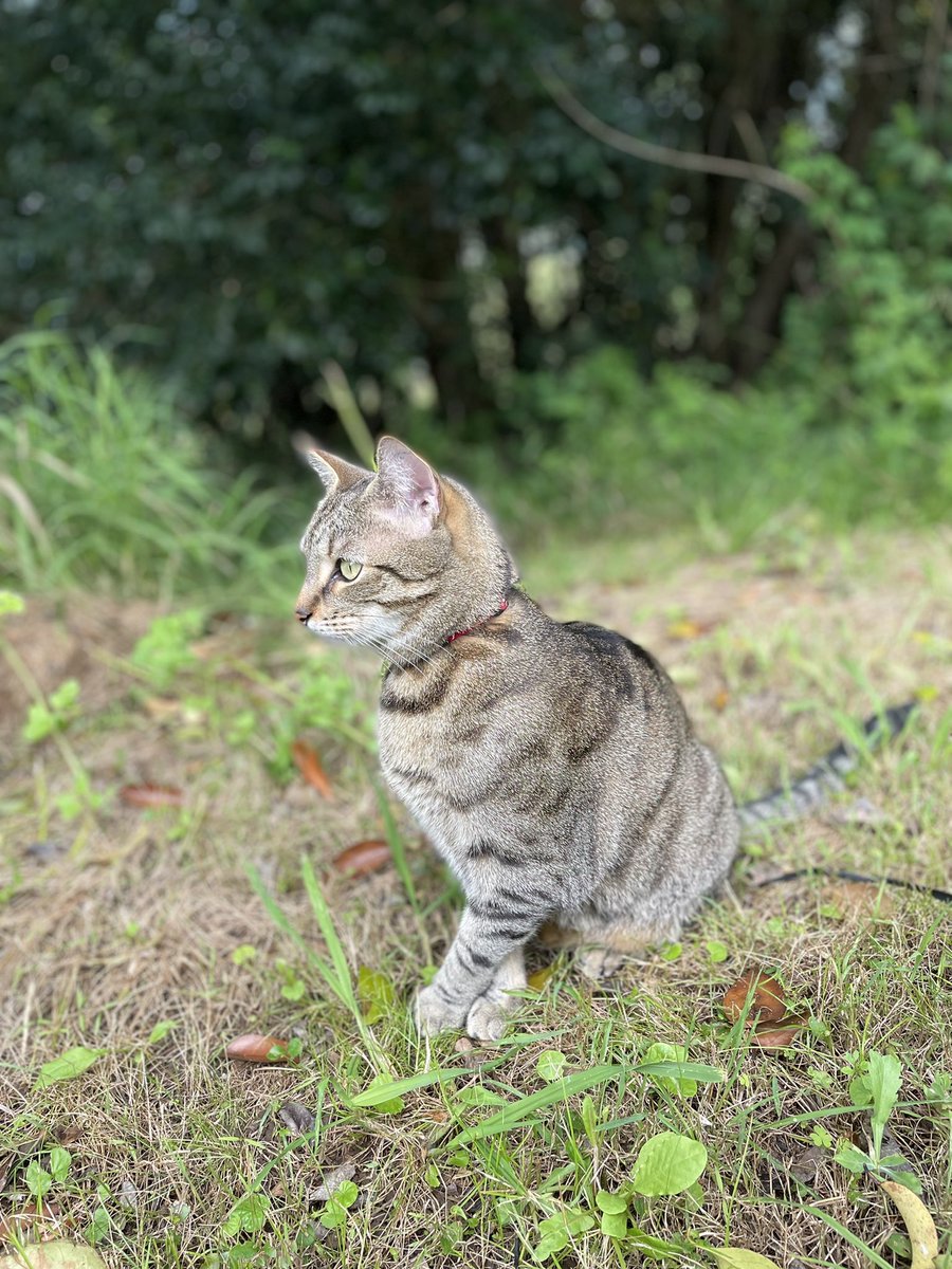 FreedomofKit's tweet photo. Why do my Hooman slaves call butter moths a butterfly? They are annoying and not tasty at all! #CatsOfTwitter #cats #FelinePower https://t.co/BFpYg6XxK6