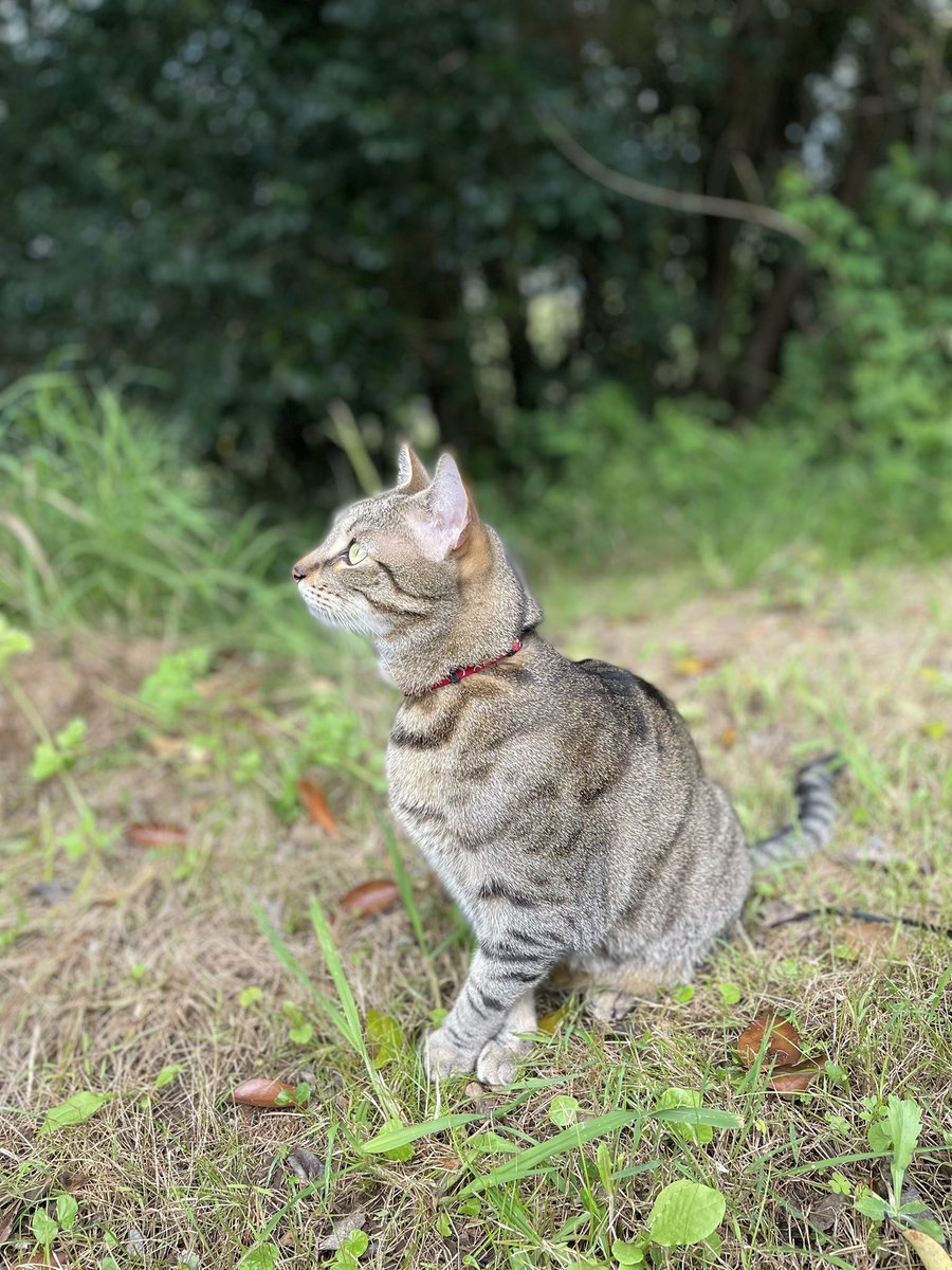 FreedomofKit's tweet photo. Why do my Hooman slaves call butter moths a butterfly? They are annoying and not tasty at all! #CatsOfTwitter #cats #FelinePower https://t.co/BFpYg6XxK6