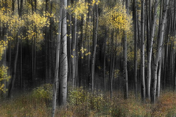 RT @bophoto: New artwork for sale! -