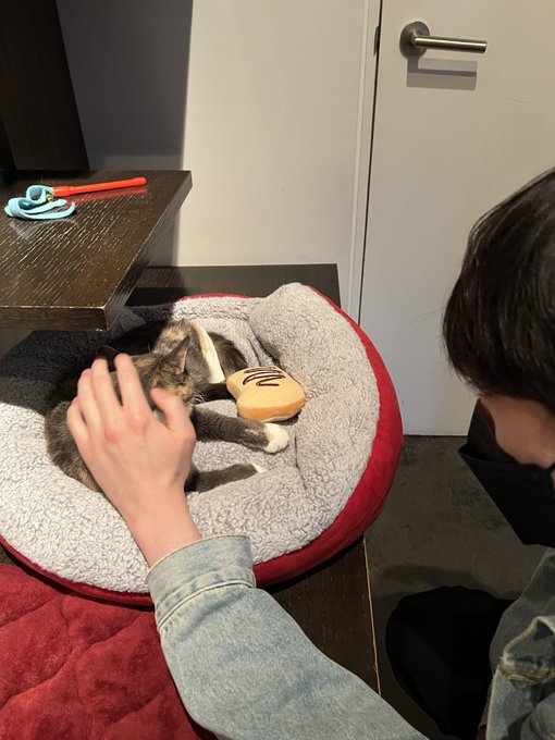bf nd cats ^ . ^ https://t.co/gGKoBzucXd