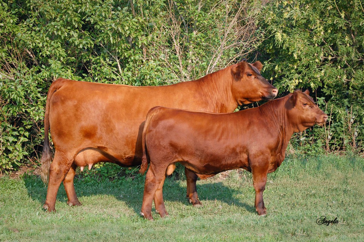 PrimariusReds's tweet image. Primarius Reds - Happy Easter and Christ is Lord.