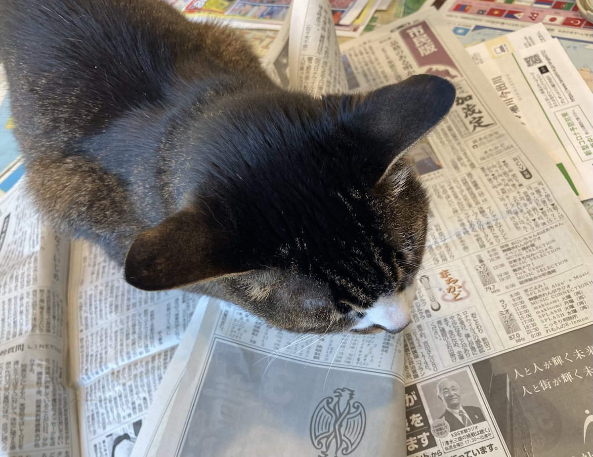 Aiko S Optimal Today