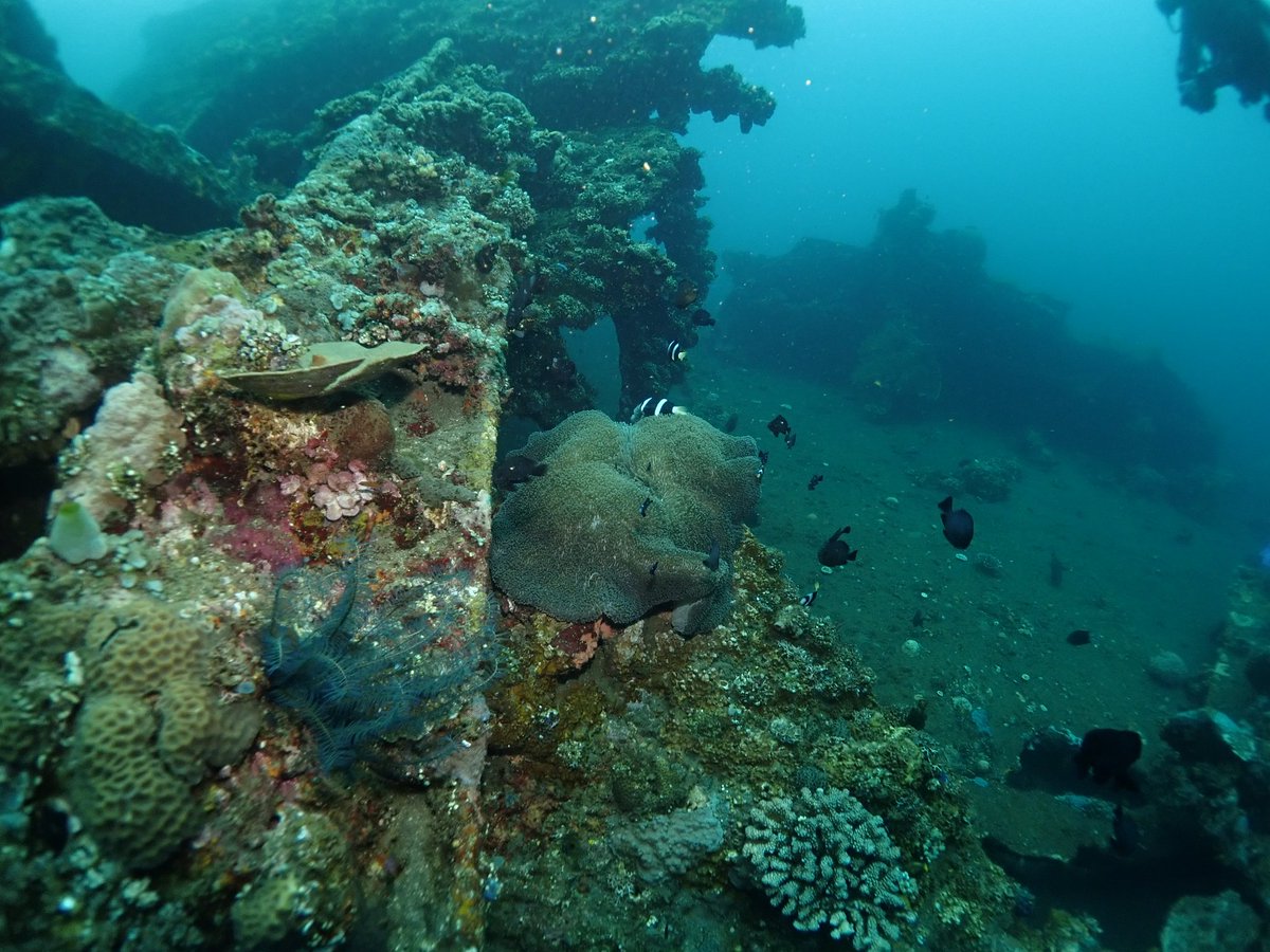 Lets come and join us diving in tulamben now!