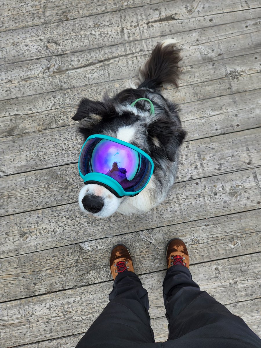 Off adventuring 🗺
#DogsofTwittter #twitterdogcommunity #rexspecs