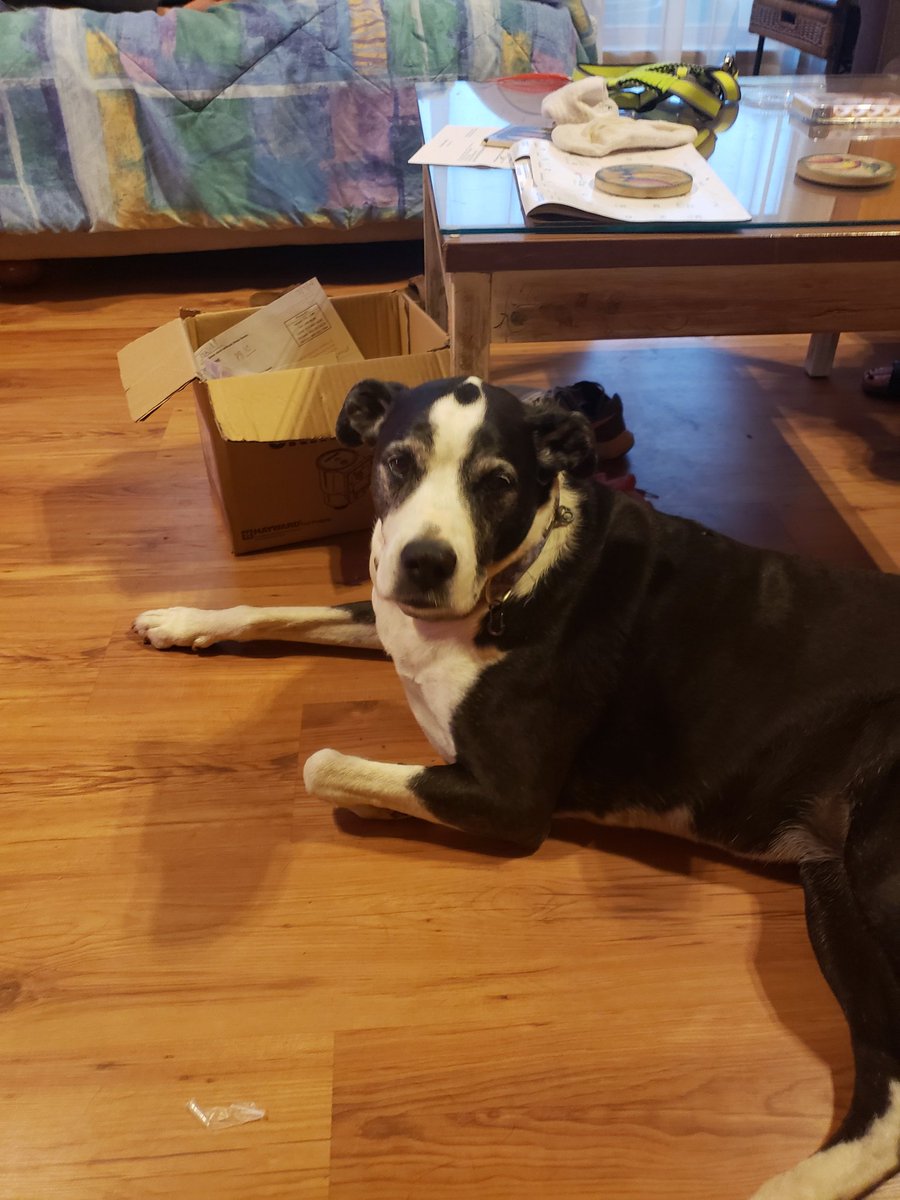 lonstertag's tweet photo. @WyoWagonmaster So sorry dude, our sweet Maizy will he there to welcome her, she crossed over in October after 13 years with us
#RIPDameMagnumChocolate
#DogsareFamily
#AlwaysinyourHeart https://t.co/1sSphT0K8S