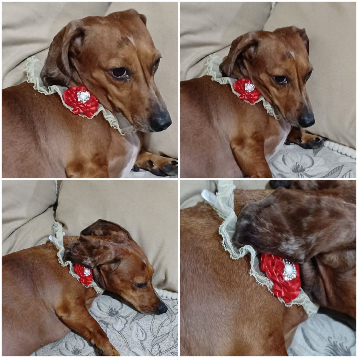 dricajackson's tweet photo. Uma salsichinha e todo o seu estilo Bridgerton não quer guerra com ninguém. 

@salsichinhas 
#salsichinha #dasch #daschund #bridgerton #netflix https://t.co/tPb3jjmjwX