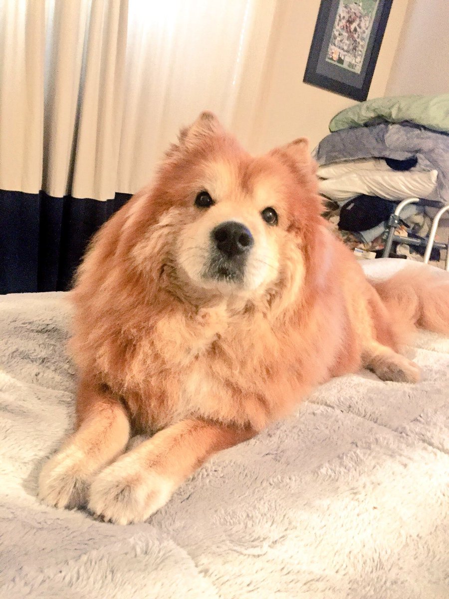 theDogMaple's tweet photo. It is with immense sadness that we share the passing of our beloved dog, Maple. She lived a life full of love and we had some amazing adventures together. We'll miss you always little girl. Go off to see that sunset one last time. We'll see you again someday 🌈 #rainbowbridge https://t.co/fWUwfVQRTB