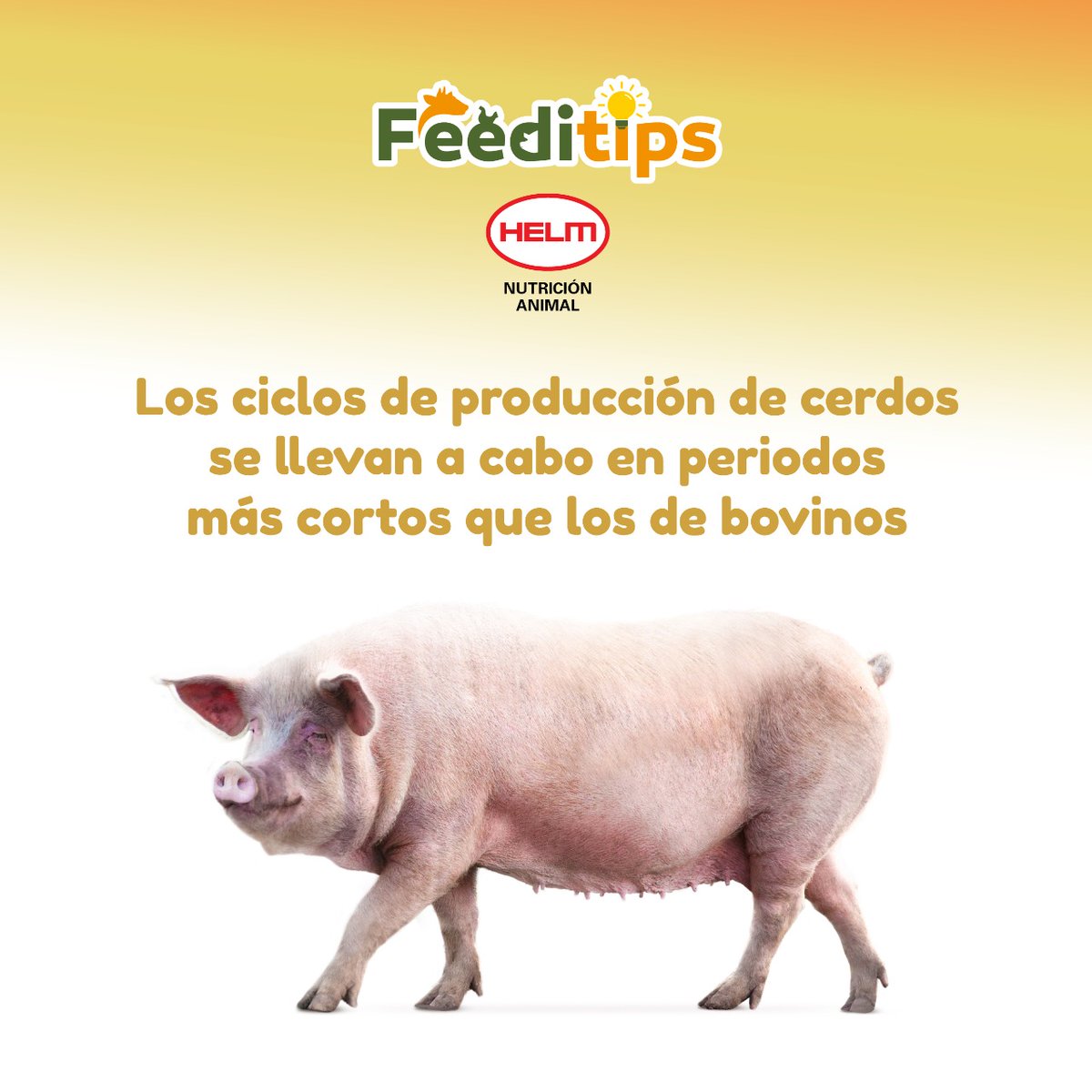Helm | Nutrición Animal (@HelmAnimal) / Twitter Helm | Nutrición Animal (@HelmAnimal) / Twitter