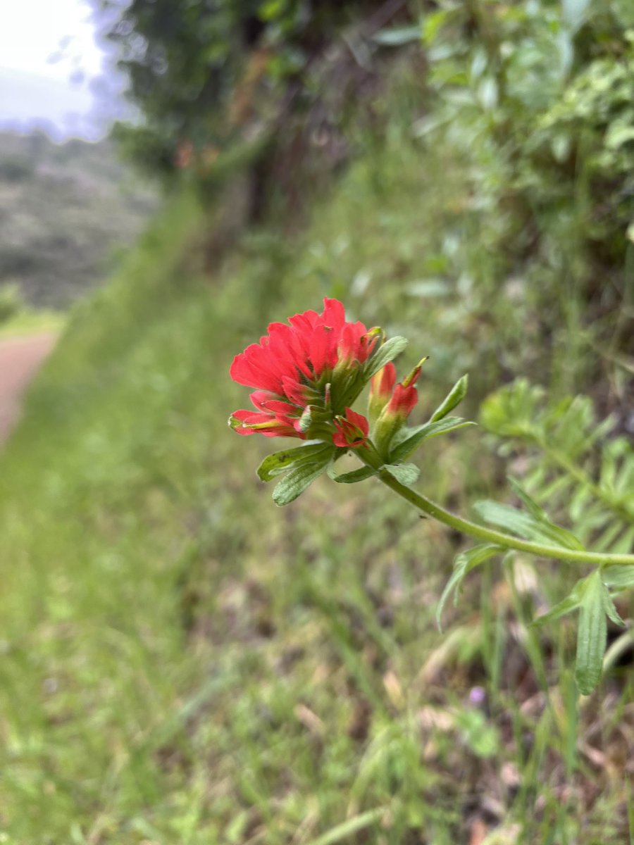 Arun Gupta tweet media