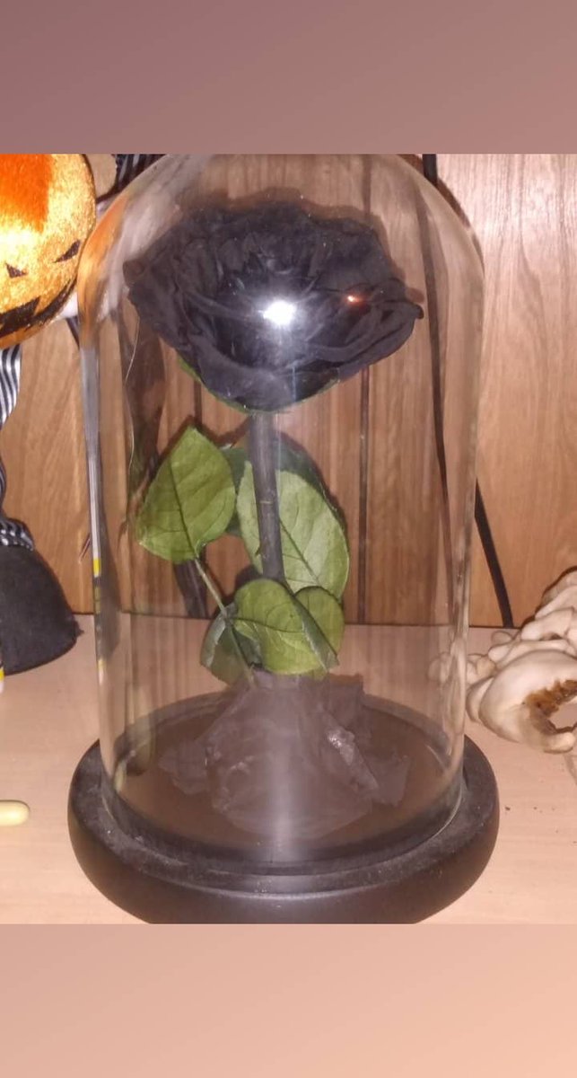 JoshRCarr88's tweet photo. My #forever #BlackRose #Rose #Black #foreverlasting @JoshRCarr88 https://t.co/VQuSa8lcMr