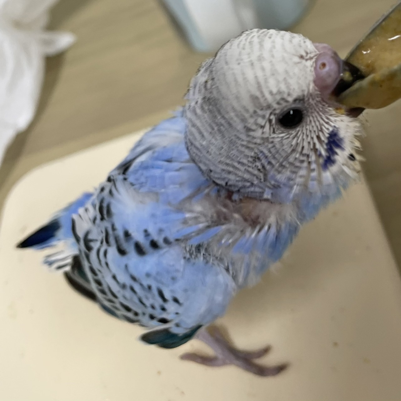 小鳥とハ虫類のペット屋さん セキセイインコ赤ちゃんは ブルーオパーリンとアルビノとハルクイン白とハルクイン黃色 小鳥とハ虫類のペット屋さん セキセイインコブルーオパーリン セキセイインコアルビノ セキセイインコハルクイン白 セキセイインコ