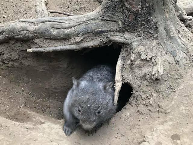 LostWombats's tweet photo. Finally I’m out…
Been stuck in my burrow for the past three days.
🌳🐾🥚🐾🐇🐾🥚🐾🌳
#wombat #easter #Easter2022 #eastereggs #EasterBunny #EasterWeekend #chocolate #chocolateegg #bunny #LifeIsToSerious #Rabbit #Wombatburrow #Burrow #holiday https://t.co/jGcl2BW3cY