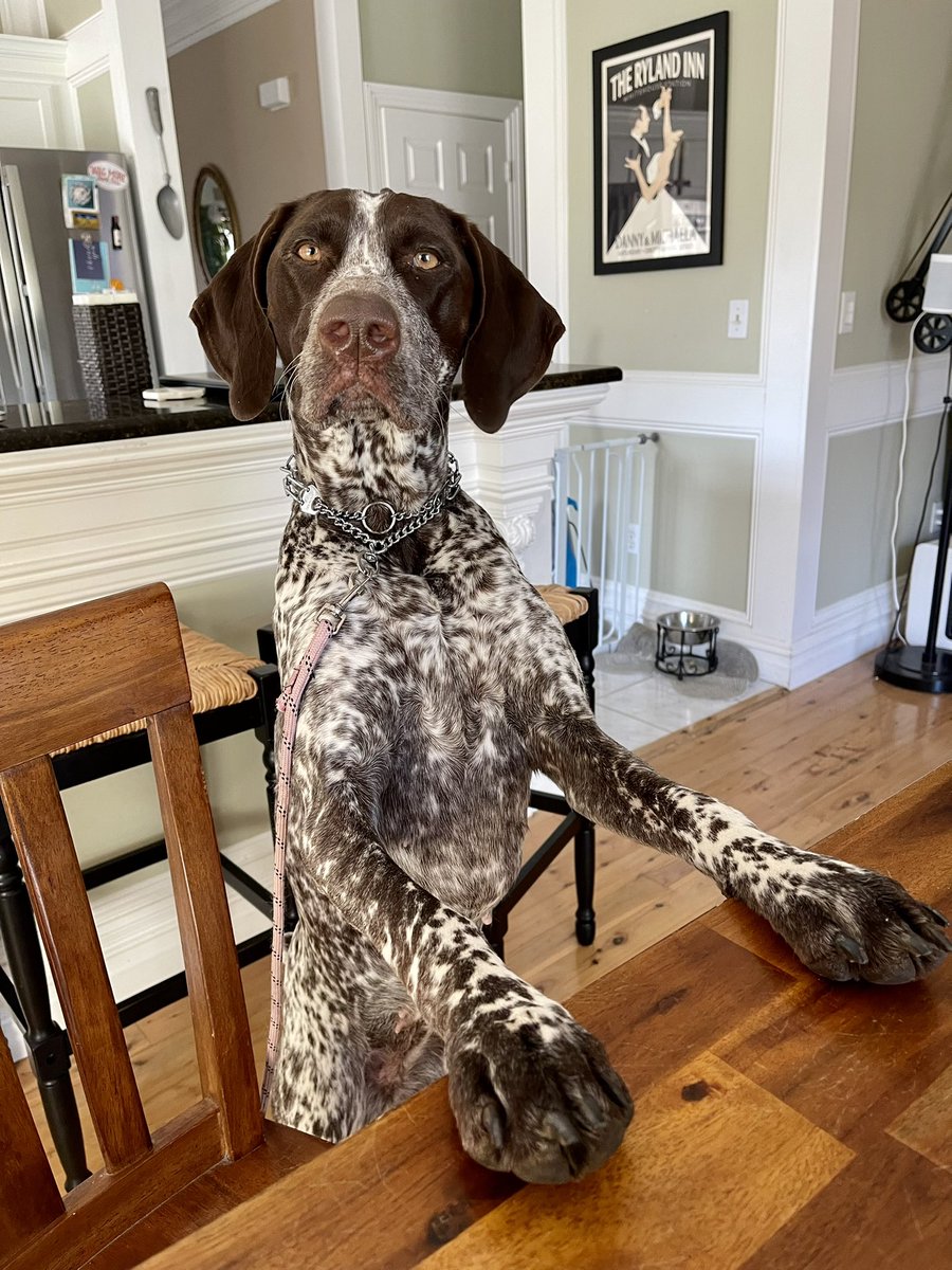 I’m scared of the amount of eth I’d spend if <a href="/BadDogsClub/">BadDogsClub</a> had a dog that looked like mine..