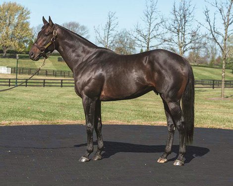 ChickenHawkTBs's tweet photo. @WinStarFarm @OBSSales https://t.co/XPUXxbEtTp