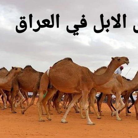 AlablFy tweet picture