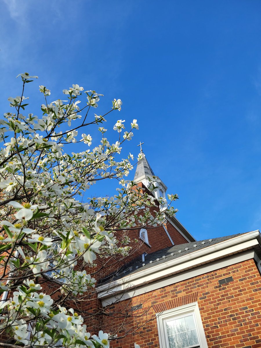 sarahkaybierle's tweet image. Found some beautiful dogwood blossoms on the way to church for a #GoodFriday service.

#springinvirginia #dogwood