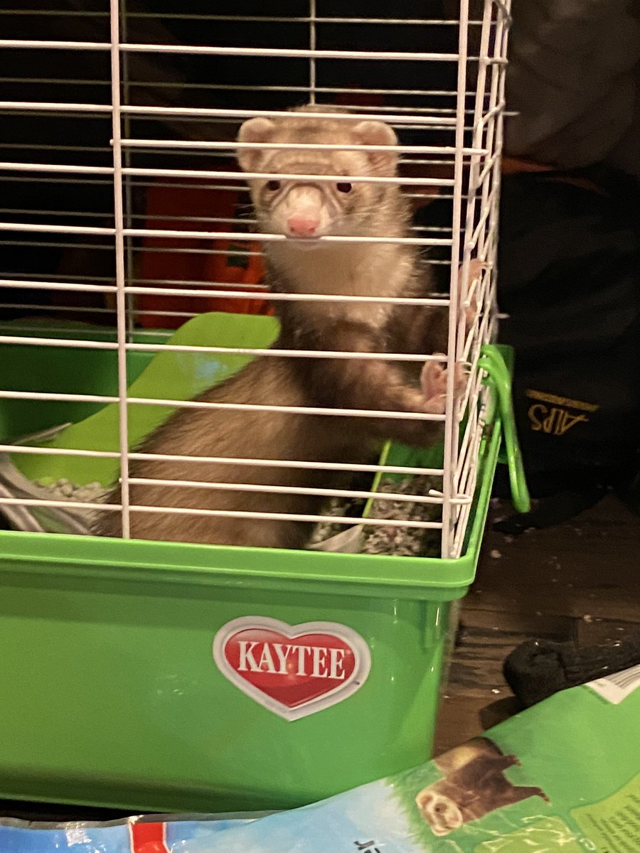Flop2577's tweet photo. Update: Flop is awake and ready for filming! https://t.co/EBCFWGjNRb