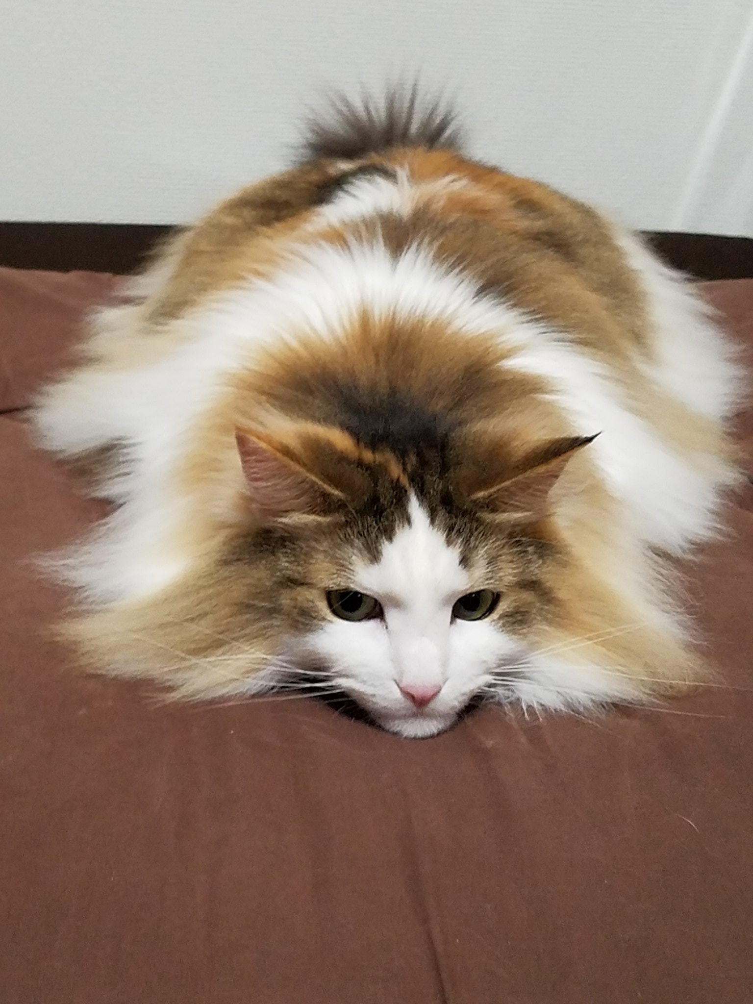 スザクと半蔵 Suzaku Na Twitter