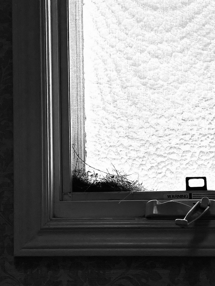 thdmom's tweet image. Hope is the littlest birds nest in our bathroom window ...