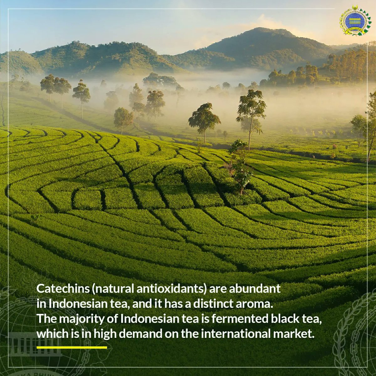 IndonesiaInSyd's tweet photo. Indonesian tea has been exported to 62 countries. Most of 🇮🇩's tea exports are destined for 🇲🇾, 🇷🇺, and 🇦🇺. 
#inidiplomasi #indonesiantea #indonesianproduct https://t.co/58aFGbpQkJ