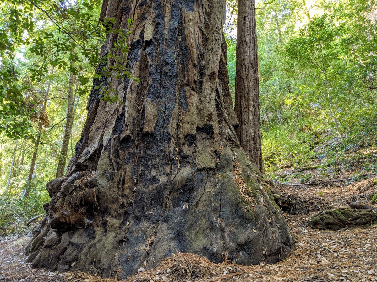 mostlysequoias's tweet photo. Fred Hartsook was a well-known photographer in the late 19th and early 20th centuries. He owned the Hartsook Inn, next to the Eel River and what is now Richardson Grove State Park in Humbolt County, California. The 50" DBH "Hartsook Giant" sits on a gentle slope near the old inn. https://t.co/TGERQRq5um