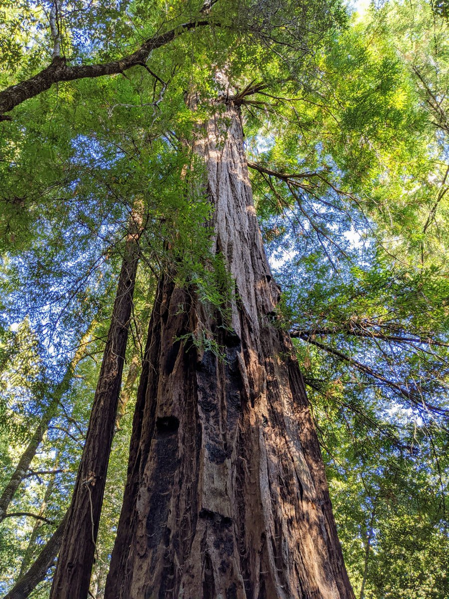 mostlysequoias's tweet photo. Fred Hartsook was a well-known photographer in the late 19th and early 20th centuries. He owned the Hartsook Inn, next to the Eel River and what is now Richardson Grove State Park in Humbolt County, California. The 50" DBH "Hartsook Giant" sits on a gentle slope near the old inn. https://t.co/TGERQRq5um