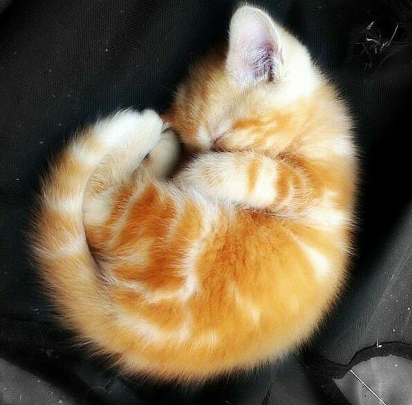 Спящий котик10