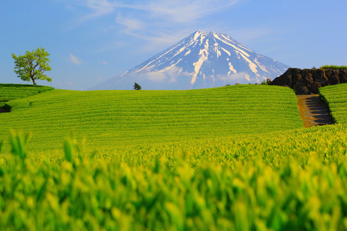 茶畑と富士山1 静岡からの富士山は茶畑が一番似合うと思います。 お気に入りの1枚です。