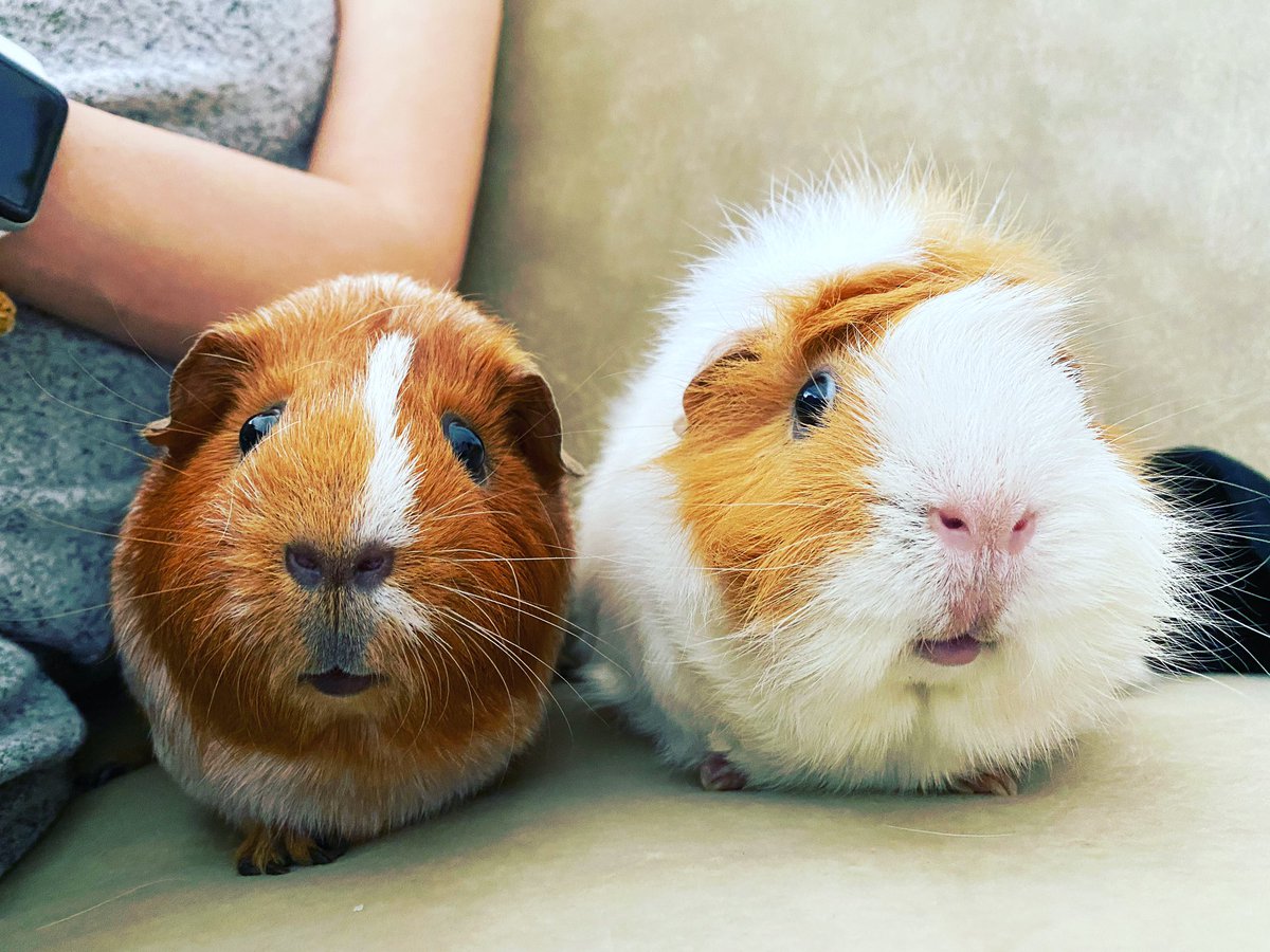 _mihoakiyama's tweet photo. We want to say Mr. Lee Asher is a good man❤️ #mypacklife #DiscoveryPlus #guineapig #モルモット https://t.co/amYtoExUy4