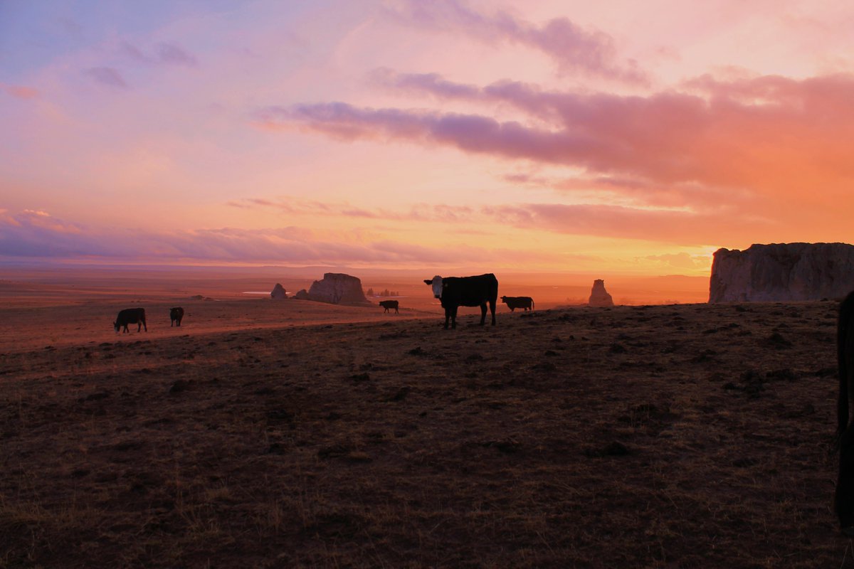 GoGoshenWY's tweet photo. Nestled along the Nebraska border in southeastern Wyoming, Goshen County is the gateway to the West, where covered wagons once rumbled across the open prairies on the Oregon, Mormon Pioneer, Texas, Pony Express and California trails. https://t.co/mIhmi7oL8Y